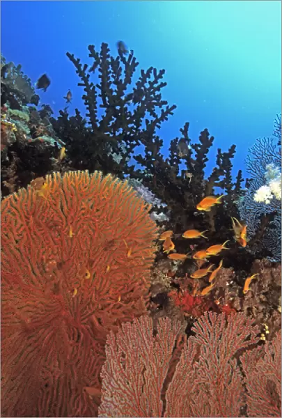 05. Oceania, Fiji, Anthias over Coral