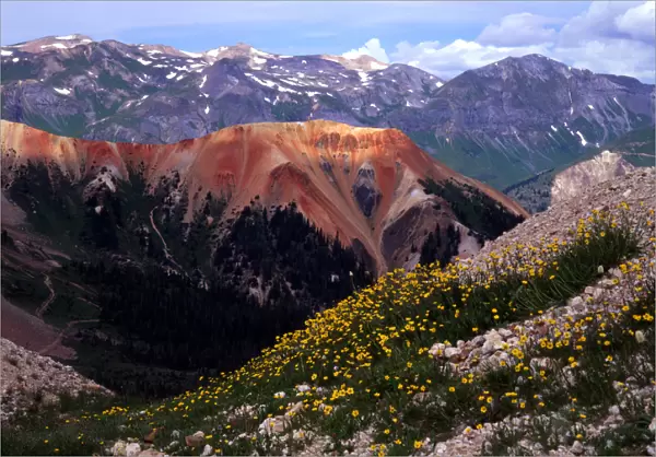 Sub-alpine buttercups and mineral-laden mountains near Ouray, Colorado