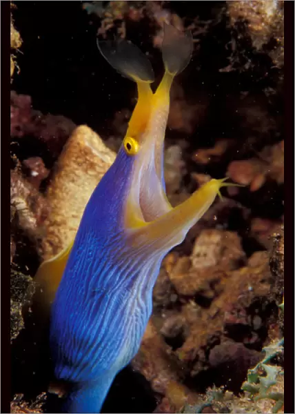 Papua New Guinea, Blue ribbon eel (Rhinomuraena quaesita)