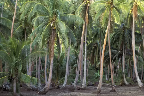 Bora Bora, French Polynesia Coconut palms