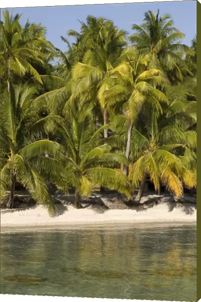 Rangiroa, Tuamotu Archipelago, French Polynesia