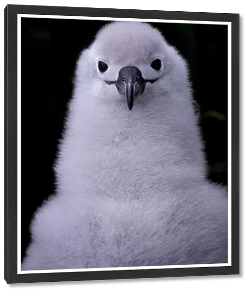 South America, South Georgia Island Grey-headed albatross chick (Diomedea chrysostoma)
