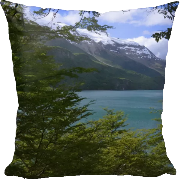 Trees with turquoise water and snow mountain, Lago Condor, National Park Los Glaciares