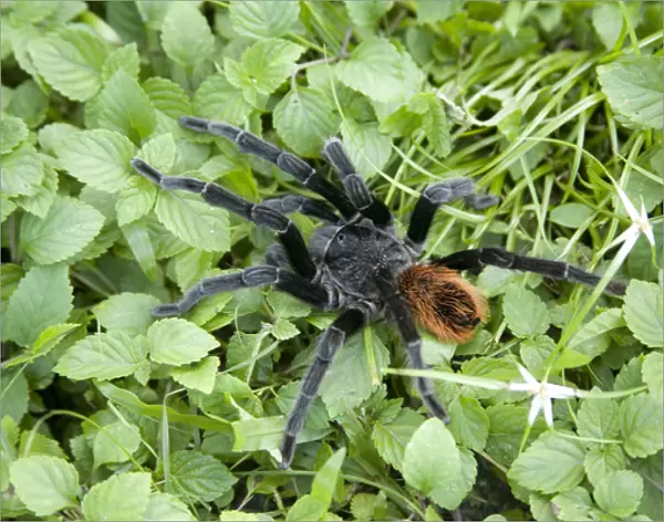 Tarantula (viewed from above), Blue Hole National Park, Belize, Central America