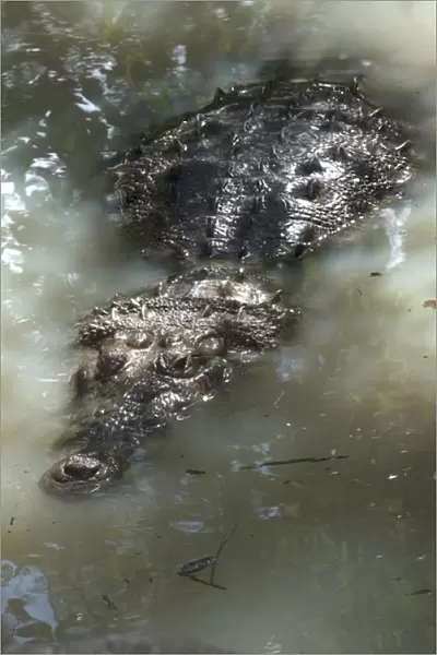 American crocodile (Crocodylus acutus) BELIZE, Central America RANGE: Atlantic