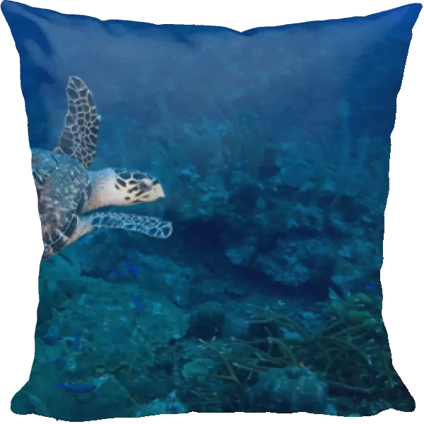 Hawksbill Turtle (Eretmoschelys imbricata) Ambergris Caye, Hol Chan Marine Preserve
