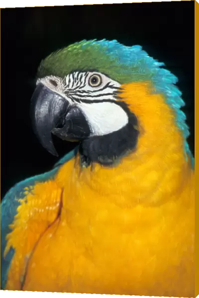 Amazon, Brazil. Blue and yellow macaw; Arara-caninde (Ara ararauna)