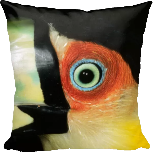Amazon, Brazil. Close-up of the eye and upper beak of a red-breasted toucan (Ramphastos