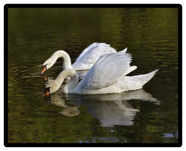 Pair of Mute Swans feeding, Louisville, Kentucky (Cygnus olor)