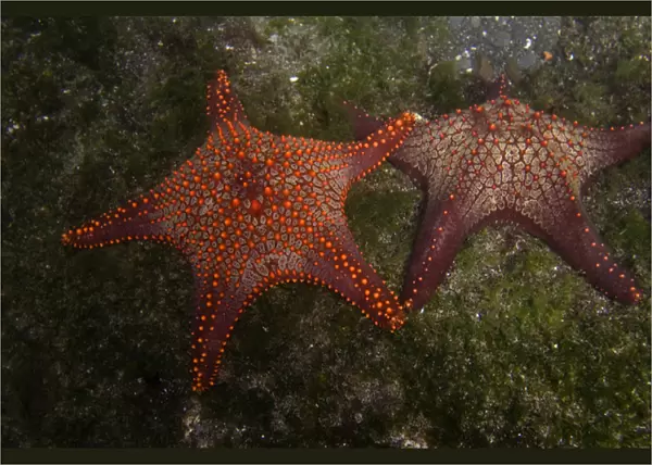 Panamic Cushion Star (Pentaceraster cummingi) Central Isles GALAPAGOS ISLANDS