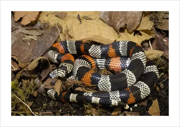 False Coral Snake (Lampropeltis triangulum) Andes, ECUADOR. South America