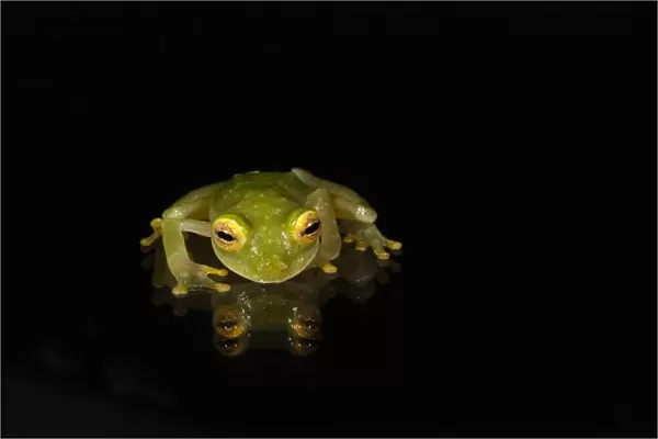 Fleischmanns Glass Frog(Hyalinobatrachium fleischmanni) CAPTIVE