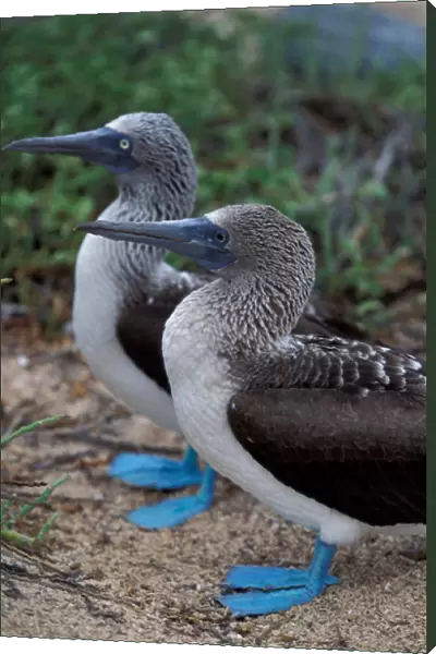 South America, Ecuador, Galapagos Islands blue-footed boobies (Sula nebouxi)