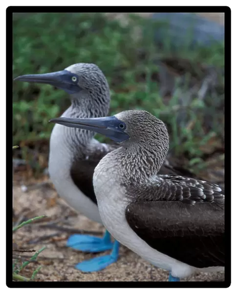 South America, Ecuador, Galapagos Islands blue-footed boobies (Sula nebouxi)
