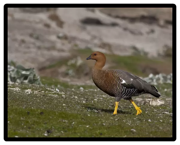 Falkland Islands, West Falkland, Saunders Island. Female Upland goose (wild: Chloephaga