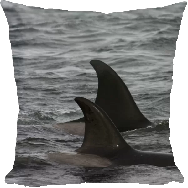 Orcas or Killer Whales (Orcinus orca) The birds are picking up scraps of meat that