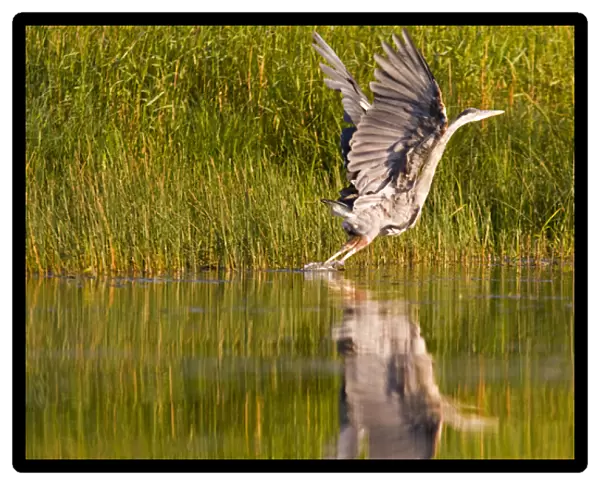 Great blue heron takes off for flight along the shoreline of Whitefish Lake in Montana