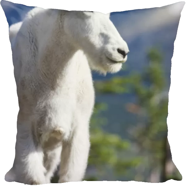 Mountain goat billy in Glacier National Park in Montana