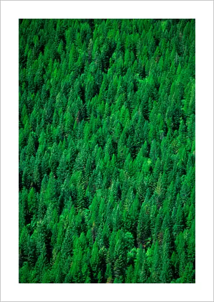 Conifer forest in Montana. conifer, forest, forestry, montana, lush, abundant
