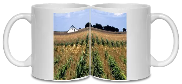USA, Nebraska, Morrill County. Rows of corn sway in the wind in Morrill County, Nebraska
