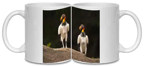 King Vulture (Sarcoramphus papa) Rainforest Rewa River GUYANA. South America