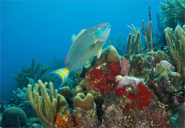 Parrotfish & Red Sponge (Mycale sp. ), Utila, Bay Islands, Honduras, Central America