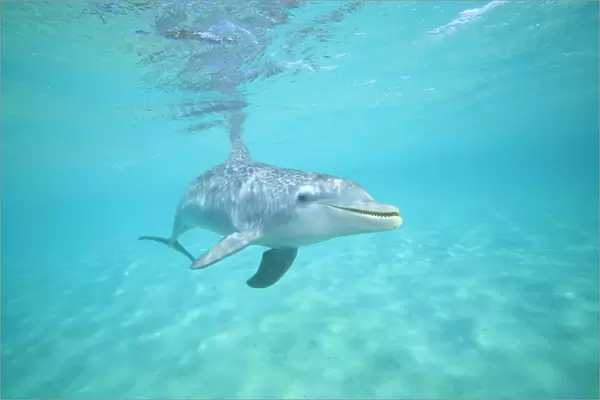 underwater view of Bottlenose Dolphin (Tursiops truncatus), Roatan, Bay Islands