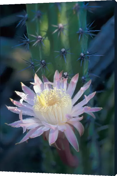 06. Mexico, Baja, Coyote Bay. Blooming Sour Pitaya Cactus