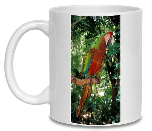 Mexico, Riviera Maya. Scarlet macaw at Xcaret
