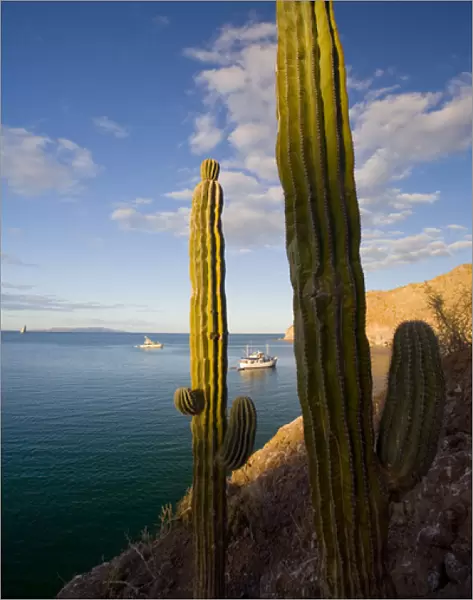 Mexico, Baja, Sea of Cortez. Cardon Cactus frame yachts at Agua Verde