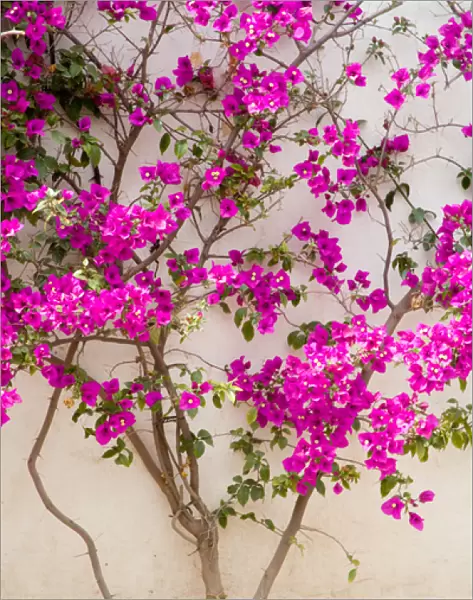 North America, Mexico, Pozos. Bouganvilla blooming on wall in the town of Mineral