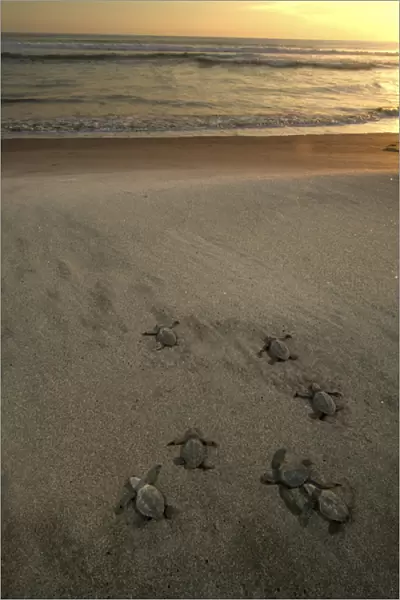 Mexico, Chiapas, Boca del Cielo Turtle Research Station, Olive Ridley sea turtle