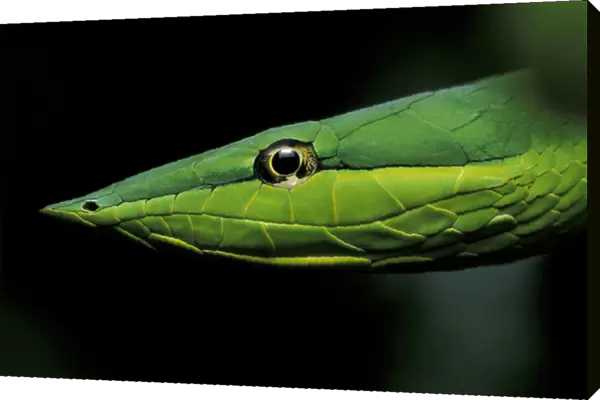 Central America, Panama, Barro Colorado Island Green vine snake (Oxybelis fulgidus)