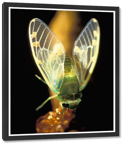 CA, Panama, Barro Colorado Island freshly hatched cicada hanging on the pupal