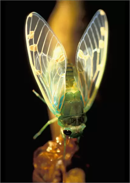 CA, Panama, Barro Colorado Island freshly hatched cicada hanging on the pupal
