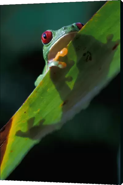 CA, Panama, Barro Colorado Island red eyed tree frog (Agalychnis callidryas) on leaf