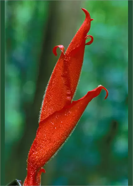CA, Central Panama, Barro Colorado Island red heliconia flower (Heliconia sp. )