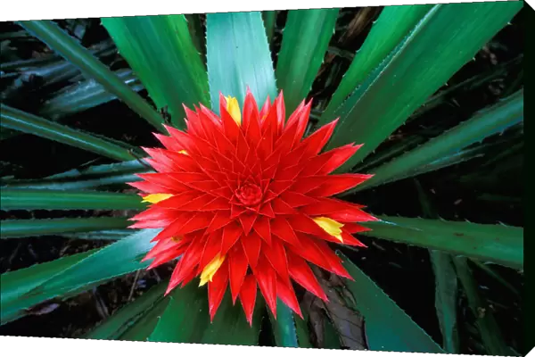 CA, Panama, Barro Colorado Island flower of bromeliad, wild pineapple (Aechmea