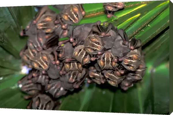 CA, Central Panama, Barro Colorado Island bats in tent (Uroderma bilobatum)