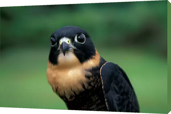 CA, Panama, Barro Colorado Island bat falcon portrait (Falco rufigularis)