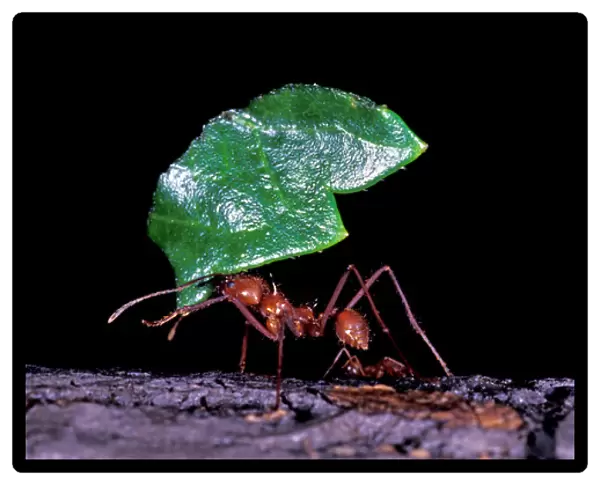 South America, Peru, Napo River National Park. Leaf cutter ant