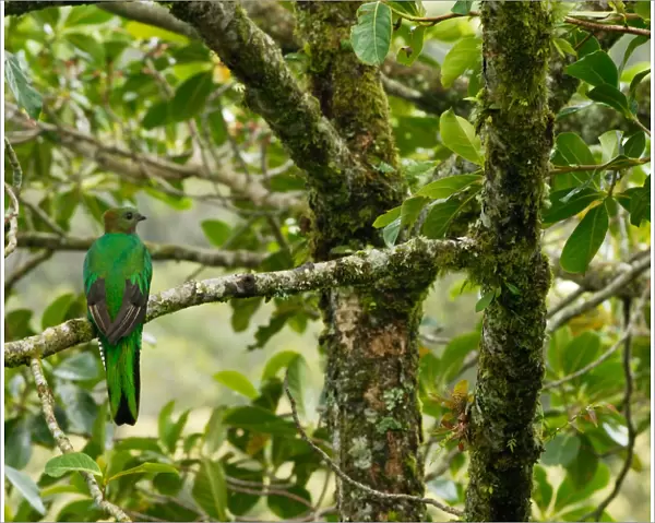 Costa Rica, female respendent quetzal in avocado tree, a favored food of quetzal