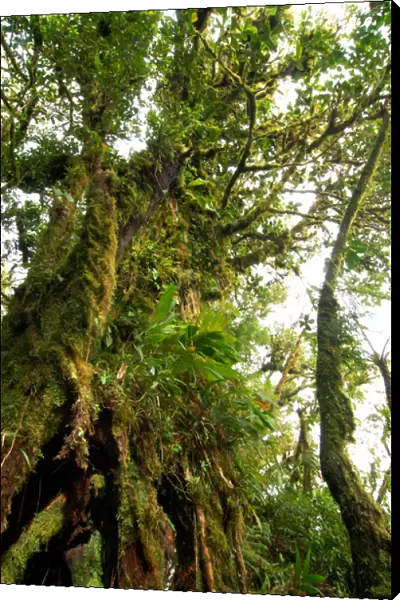 Costa Rica, Monteverde cloud forest with characteristic moss-covered tree trunk