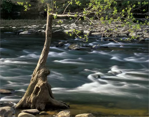 USA, Alabama, Blount County Budding tree on the riverbank, Locust Fork of the