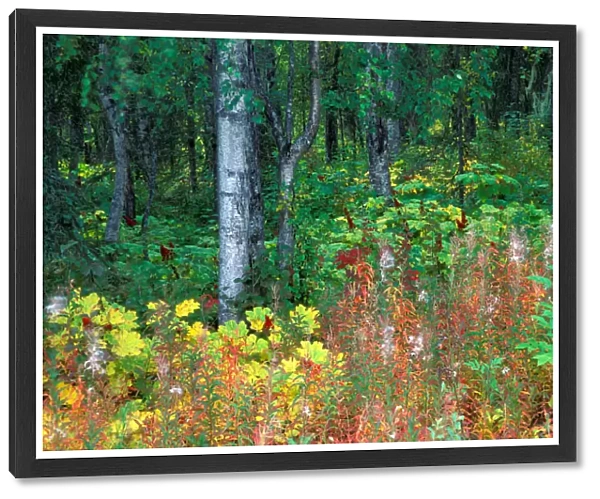 NA, USA, Alaska, Parks Highway, Mile 120, Paper birch, fireweed and devils club