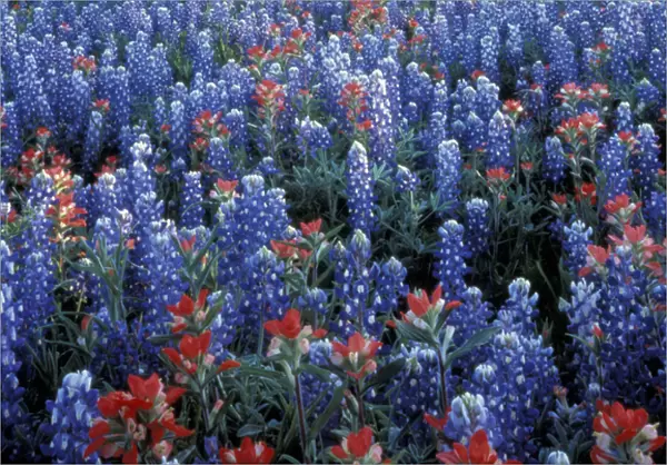 NA, USA, Texas Hill Country. Texas Paintbrush and Bluebonnets