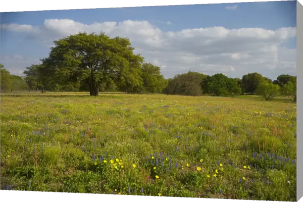 Evening light on Oak and field of wildflowers near Devine, Texas