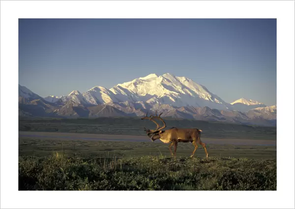 NA, USA, Alaska, Denali NP A bull Barren Ground caribou (Rangifer tarandus) in front of Denali
