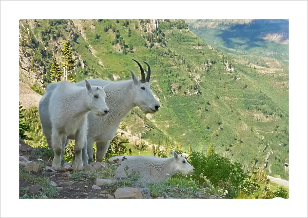 Mountain Goats and kid on a Mount Timpanogas Wilderness overlook, Oreamnos Americanus
