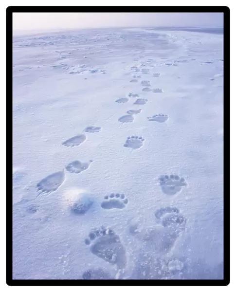 polar bear, Ursus maritimus, fresh tracks on the pack ice of the 1002 coastal plain